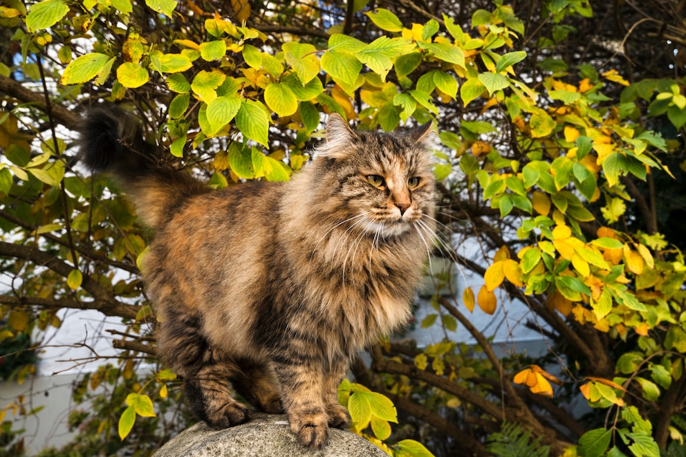 Norwegische Waldkatze draußen auf einem Stein