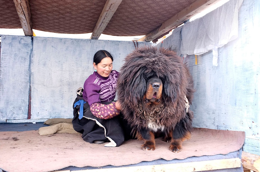 Eine Züchterin zeigt ihre Tibetdogge in Yushu
