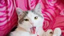 Katze streckt angelekelt ihre Zunge raus