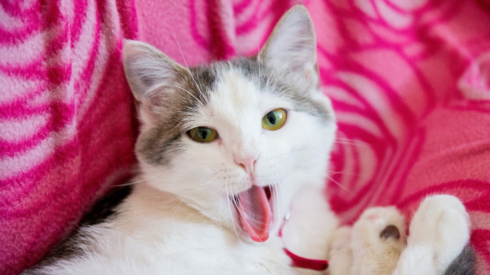 Katze streckt angelekelt ihre Zunge raus