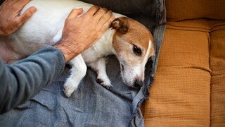 Hund liegt auf dem Sofa und wird vom Besitzer gestreichelt