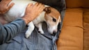 Hund liegt auf dem Sofa und wird vom Besitzer gestreichelt
