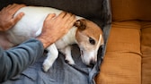 Hund liegt auf dem Sofa und wird vom Besitzer gestreichelt