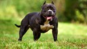 American Bully