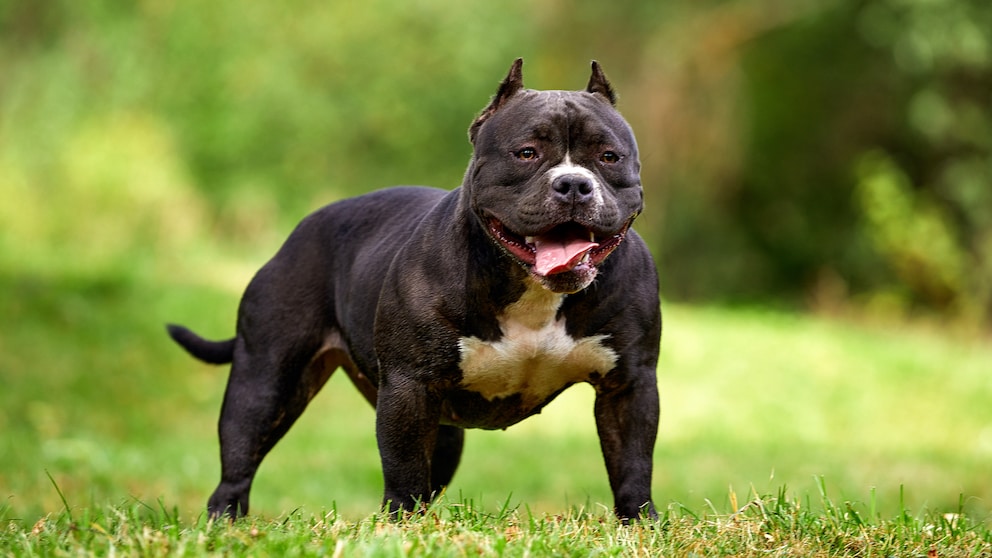 American Bully