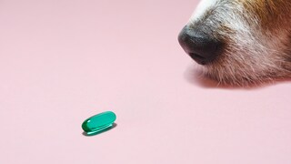 Hund riecht an Pille