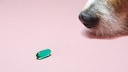 Hund riecht an Pille