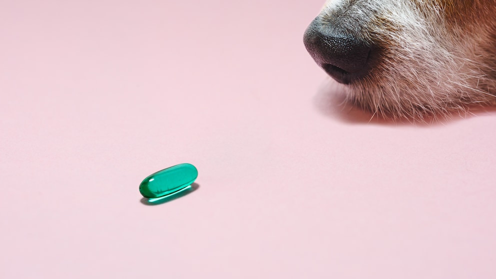 Hund riecht an Pille