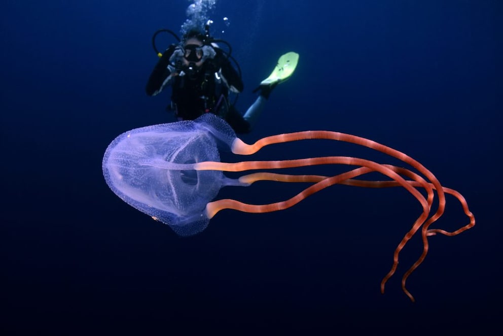Box jellyfish and diver underwater