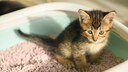 Kleine Katze sitzt im Katzenklo