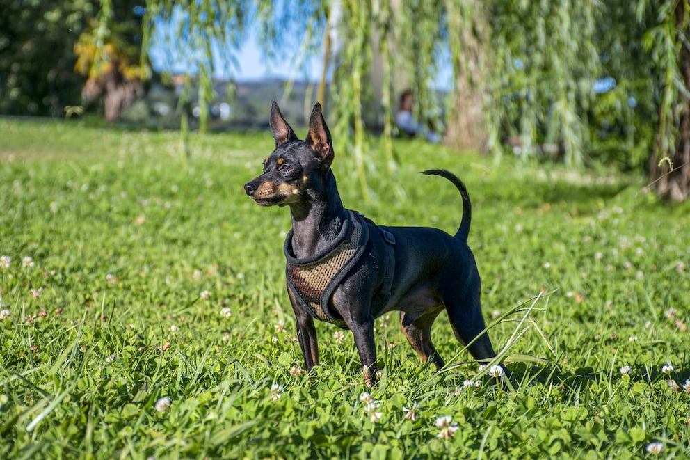 Zwergpinscher Charakter, Aussehen und Haltung PETBOOK