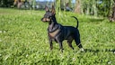 Zwergpinscher auf einer Wiese im Park
