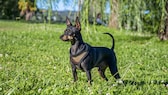 Zwergpinscher auf einer Wiese im Park