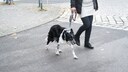 Hund läuft mit Frauchen über die Straße (Berlin)