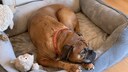 Hund liegt in einem Hundebett