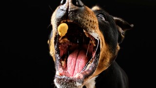 Hund fängt Leckerli