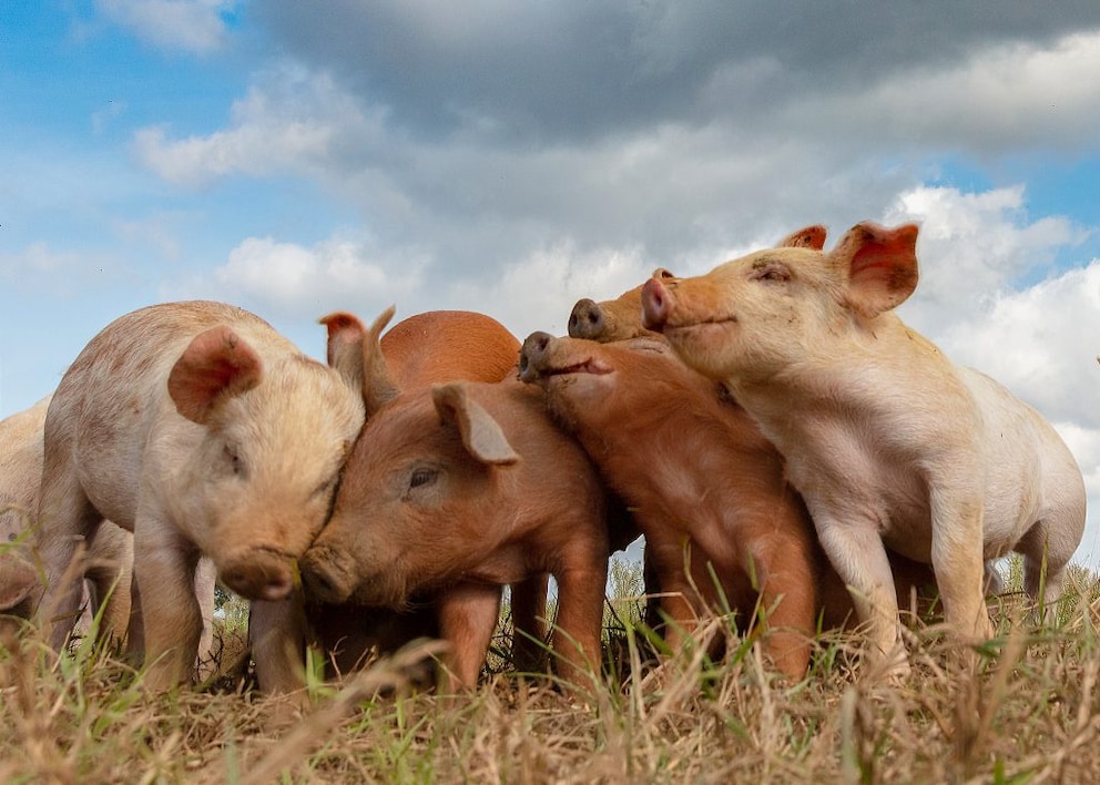 Pigs