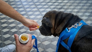Hund bekommt von seinem Besitzer Tabletten gegen Vitamin-D-Mangel