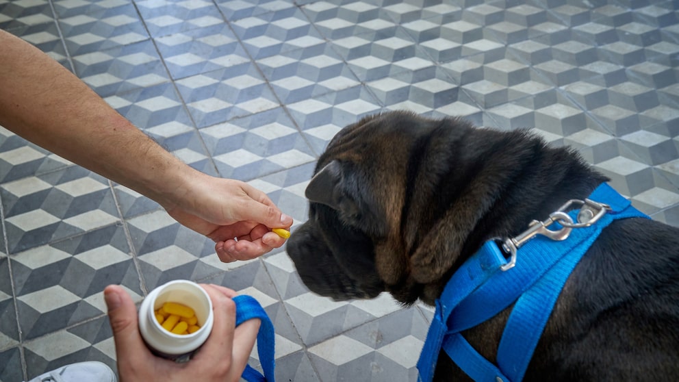 Hund bekommt von seinem Besitzer Tabletten gegen Vitamin-D-Mangel