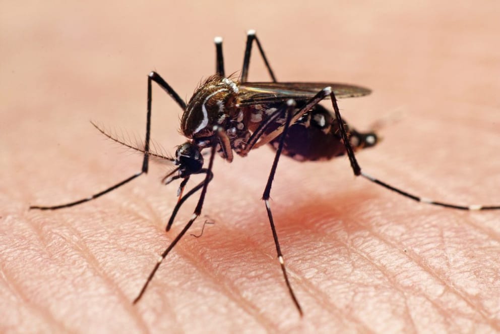 Mosquito Aedes aegypti sucking blood on a hand