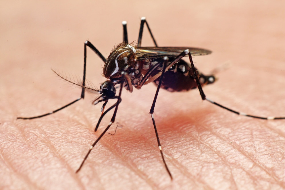 Mücke Aedes aegypti beim Blutsaugen auf einer Hand