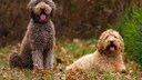 Zwei Goldendoodle Hunde auf der Wiese
