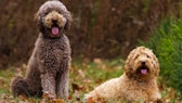 Zwei Goldendoodle Hunde auf der Wiese