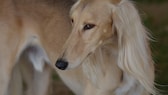 Saluki