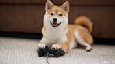 Ein Shiba Inu hält einen Videospiel-Controller zwischen seinen Pfoten