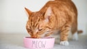 Eine orange Katze frisst Nassfutter aus einem Napf
