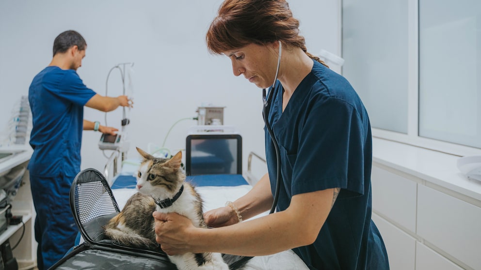 Katze mit Taumelkrankheit beim Tierarzt