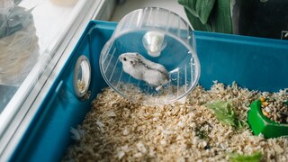 Hamster läuft in Laufrad
