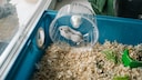 Hamster l&auml;uft in Laufrad