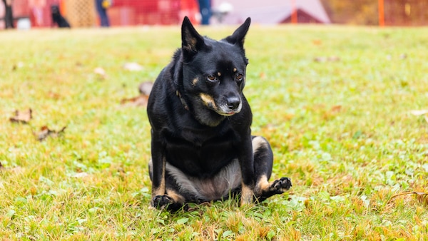 Hund reibt seinen Po über den Boden