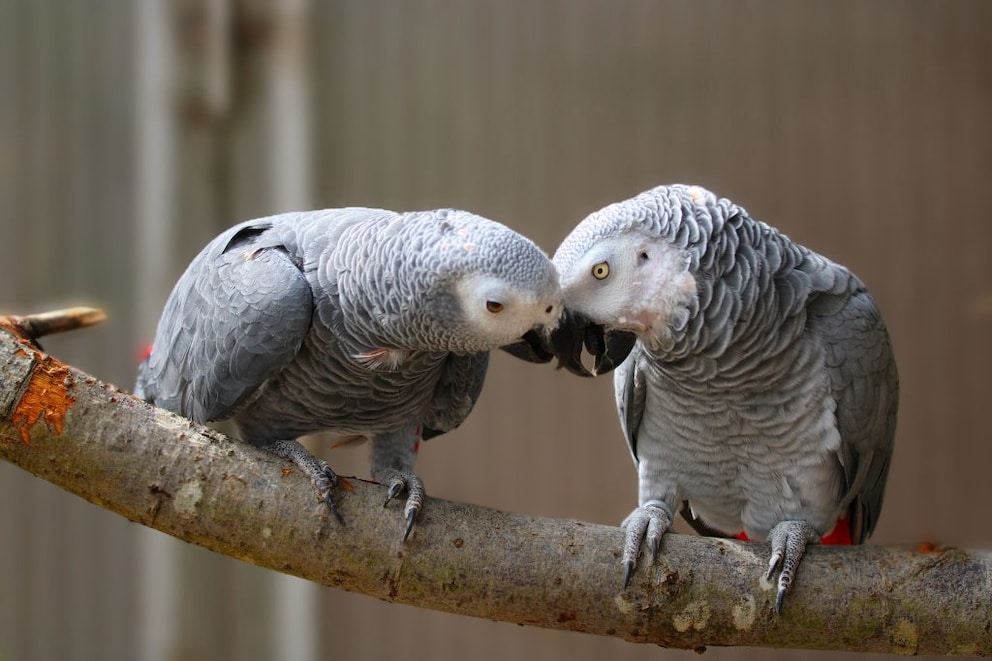 African Grey Parrot