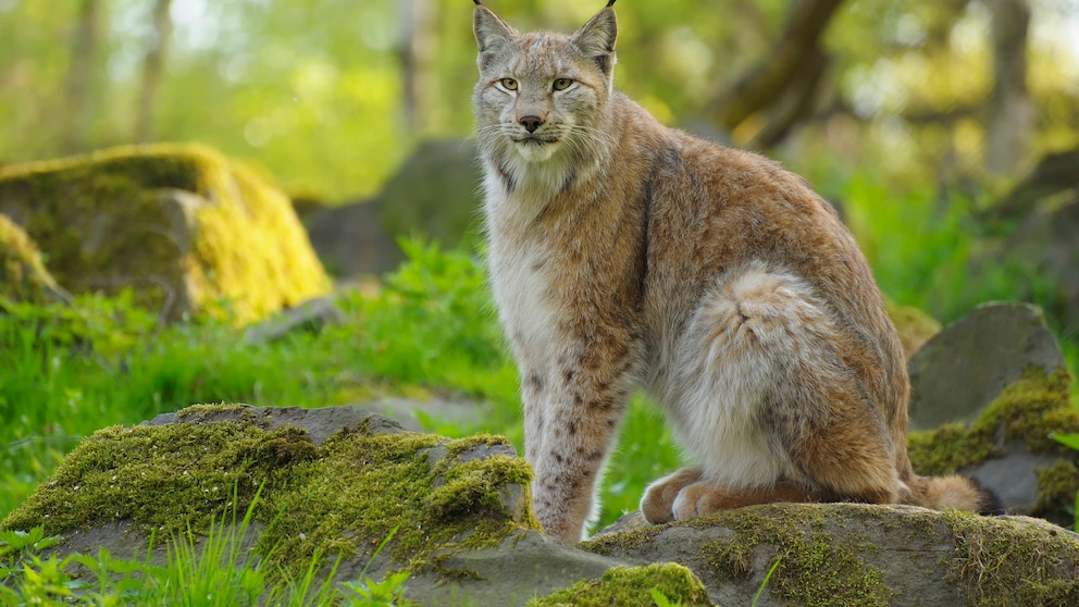 Luchs sitzend in einem deutschen Wald im Frühling