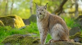 Luchs sitzend in einem deutschen Wald im Frühling