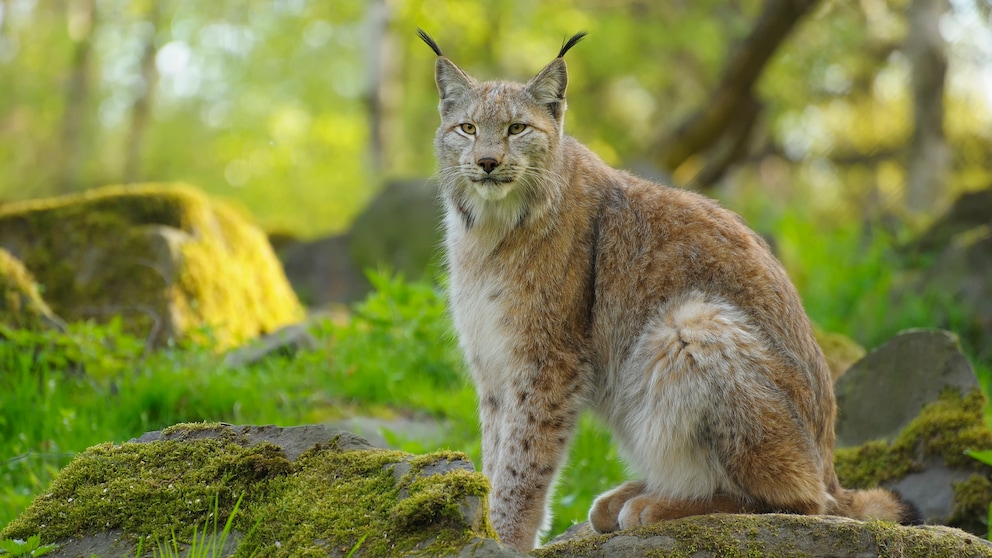 Luchs sitzend in einem deutschen Wald im Frühling