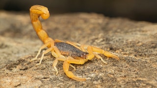 Indischer Roter Skorpion (Hottentotta tamulus)