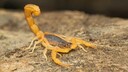 Indischer Roter Skorpion (Hottentotta tamulus)