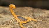 Indischer Roter Skorpion (Hottentotta tamulus)