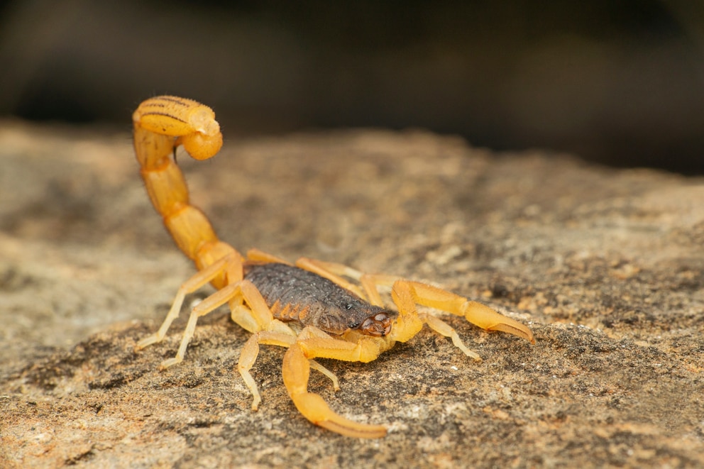 Indischer Roter Skorpion (Hottentotta tamulus)