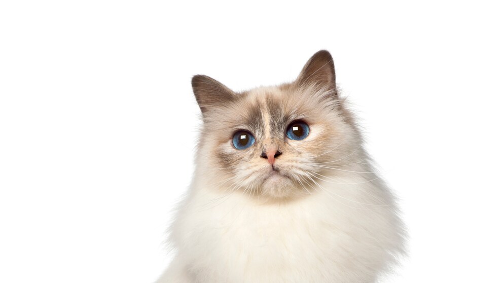 Eine heilige Birmakatze sitzt und schaut in die Kamera