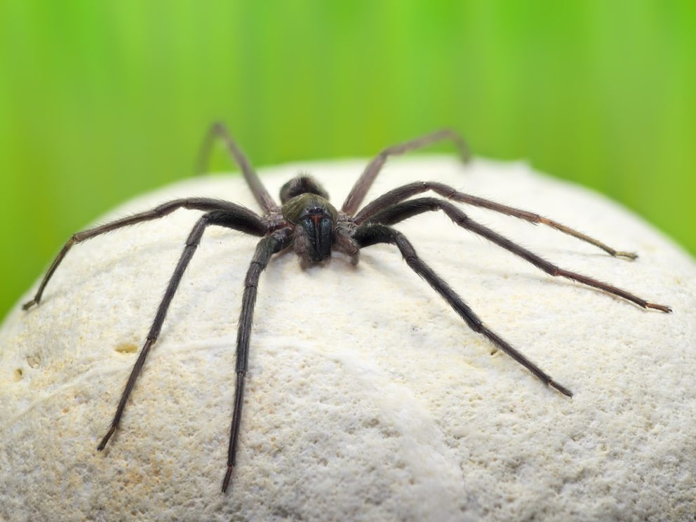 Close-up of a fishing spider
