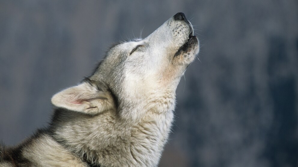Ein Husky heult