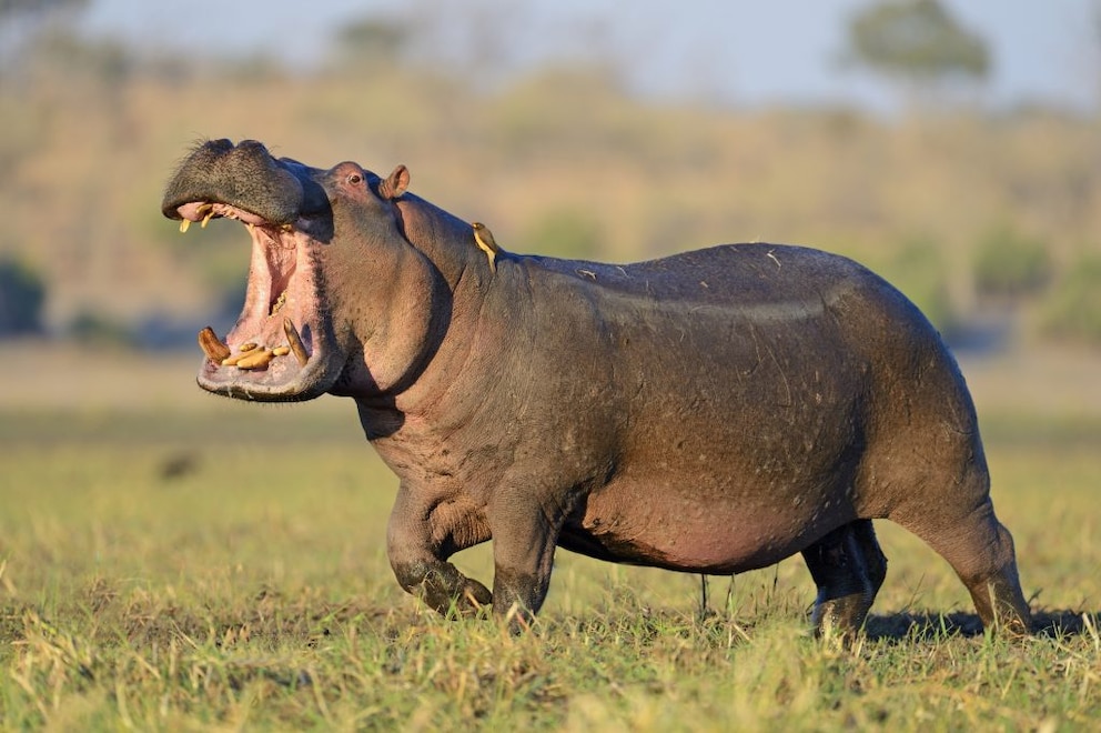 Hippopotamus on land in Chobe National Park in Botswana