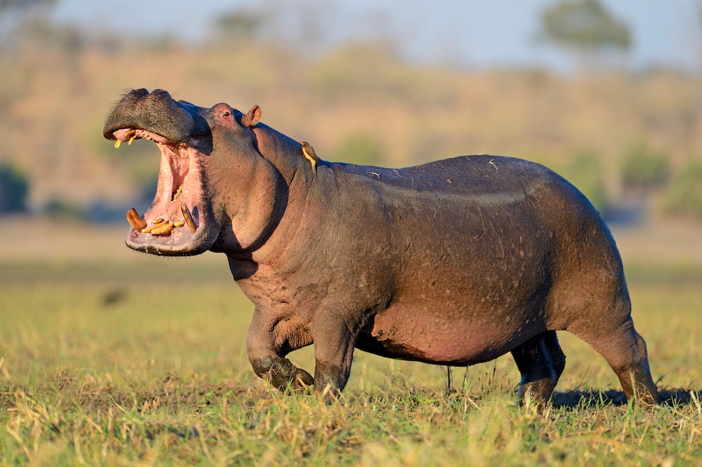 Flusspferd an Land im Chobe Natiobal Park in Botswana