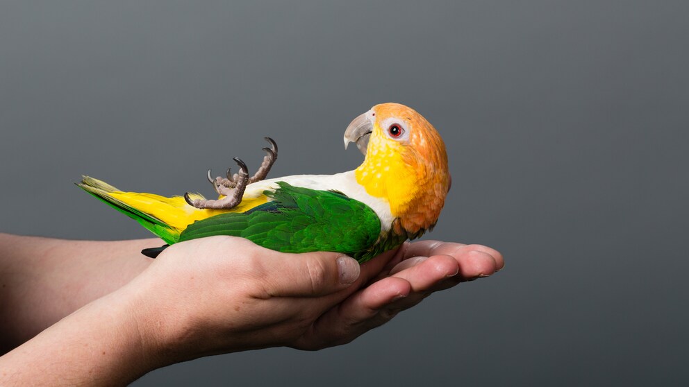 Liebesvogel liegt auf dem Rücken in den Händen eines Menschen