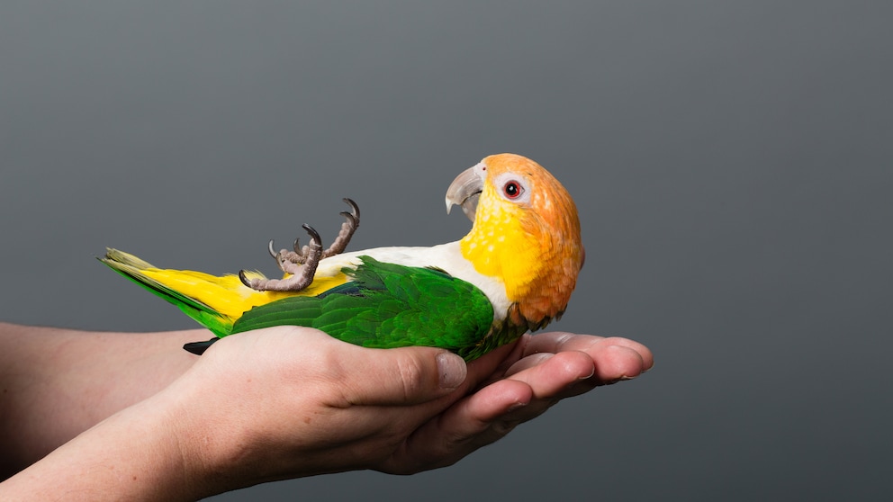 Liebesvogel liegt auf dem Rücken in den Händen eines Menschen