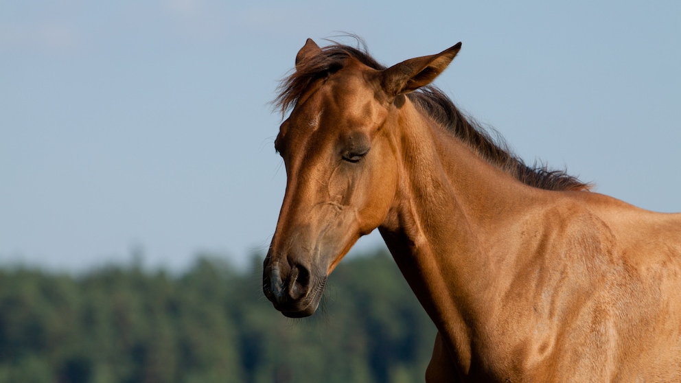 EIn Pferd schläft im Stehen